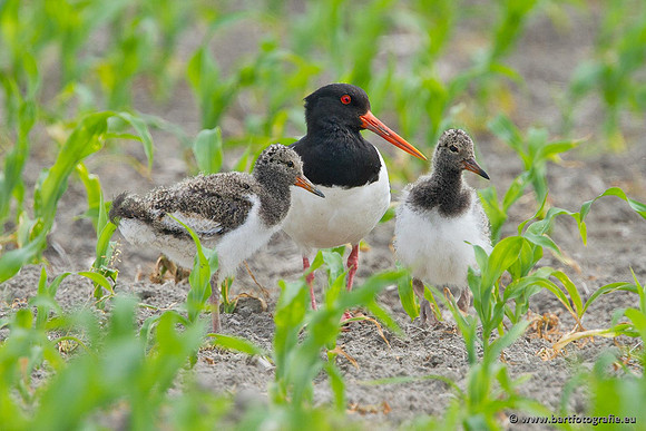 Weidevogels, Bart Fotografie-128