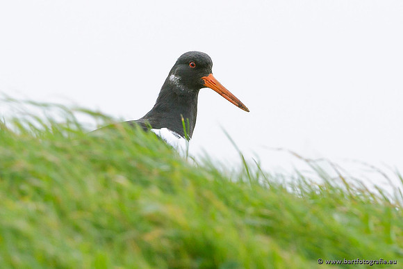 Weidevogels, Bart Fotografie-129