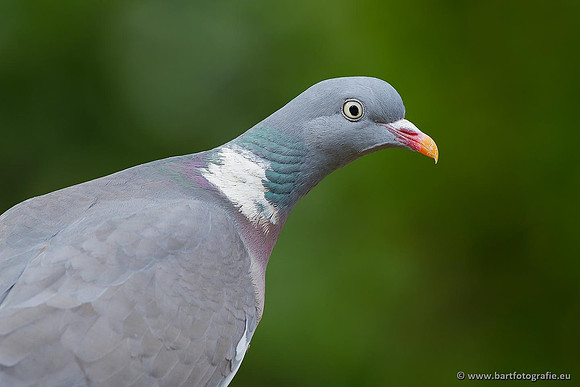 Duiven, Bart Fotografie-009