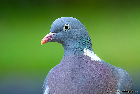 Duiven, Bart Fotografie-010