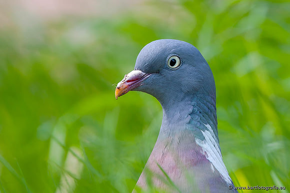 Duiven, Bart Fotografie-012