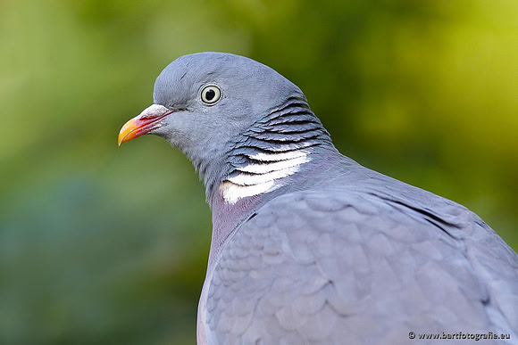 Duiven, Bart Fotografie-013