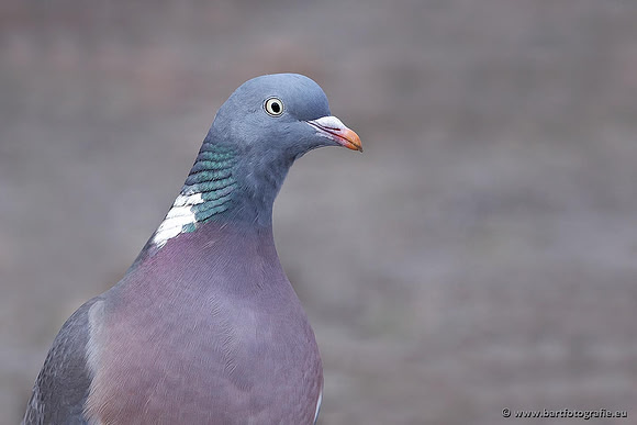 Duiven, Bart Fotografie-014