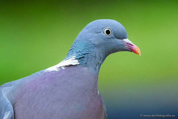 Duiven, Bart Fotografie-011