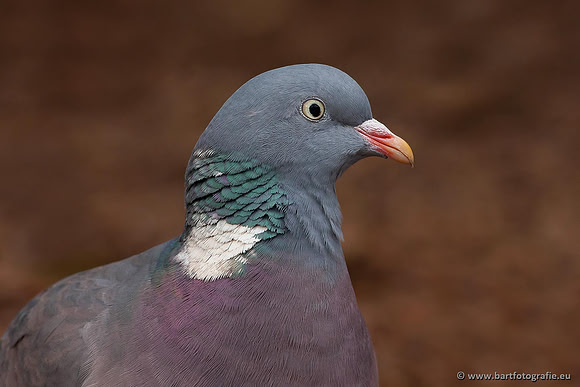 Duiven, Bart Fotografie-015