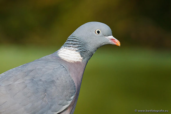 Duiven, Bart Fotografie-017