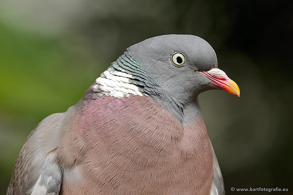 Duiven, Bart Fotografie-020