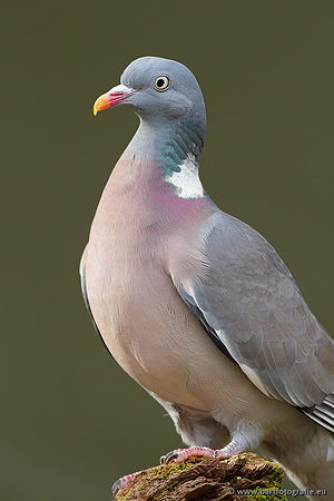 Duiven, Bart Fotografie-021