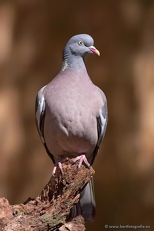 Duiven, Bart Fotografie-022