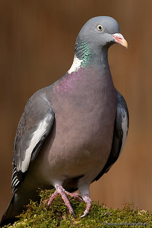 Duiven, Bart Fotografie-023