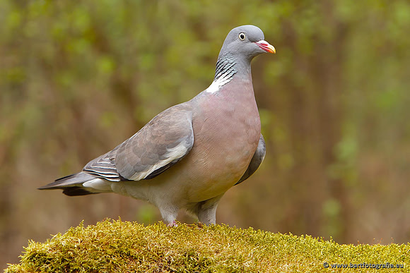 Duiven, Bart Fotografie-025