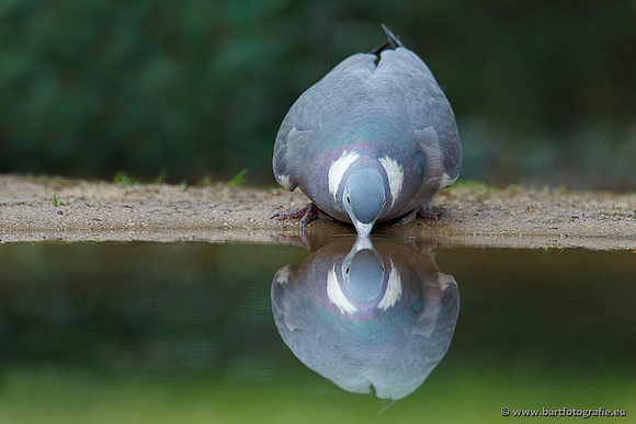Duiven, Bart Fotografie-026