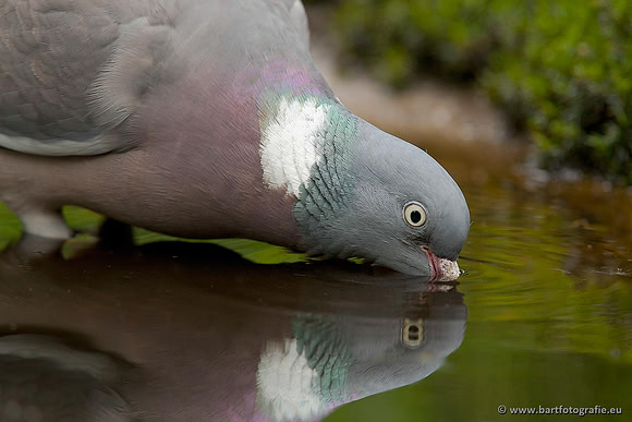 Duiven, Bart Fotografie-027