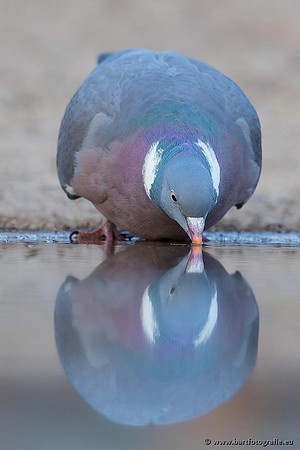 Duiven, Bart Fotografie-029