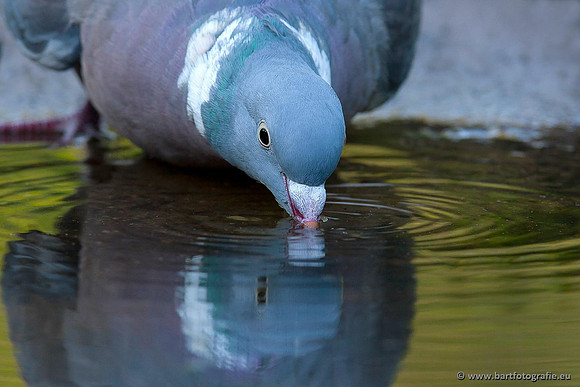 Duiven, Bart Fotografie-031