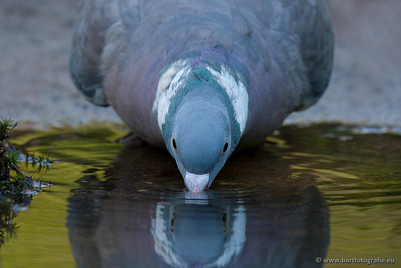 Duiven, Bart Fotografie-032