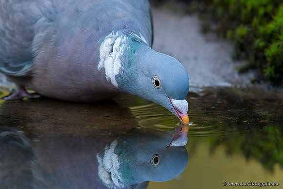 Duiven, Bart Fotografie-033