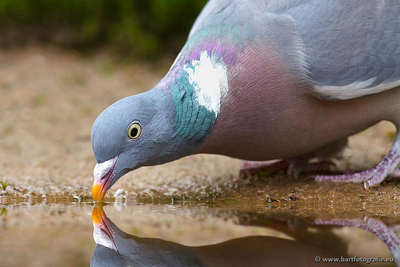 Duiven, Bart Fotografie-037
