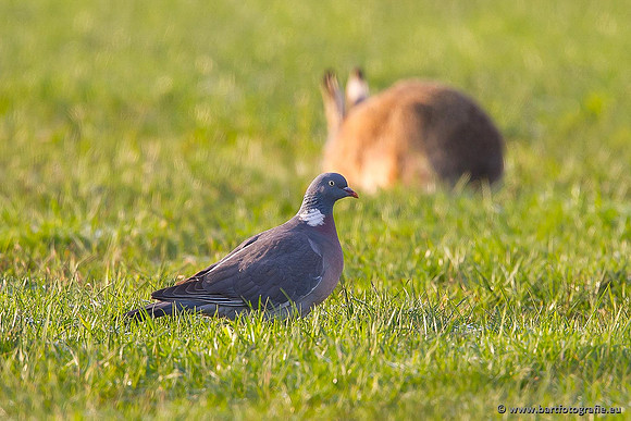 Duiven, Bart Fotografie-040