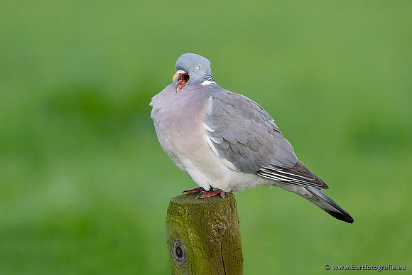 Duiven, Bart Fotografie-041