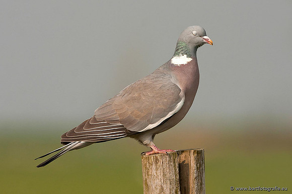 Duiven, Bart Fotografie-042