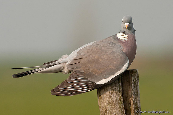 Duiven, Bart Fotografie-043