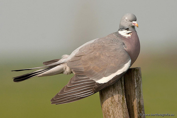Duiven, Bart Fotografie-044