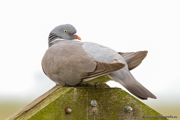Duiven, Bart Fotografie-045