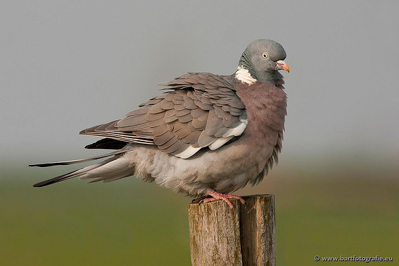Duiven, Bart Fotografie-046