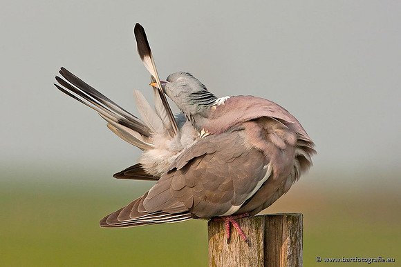 Duiven, Bart Fotografie-047