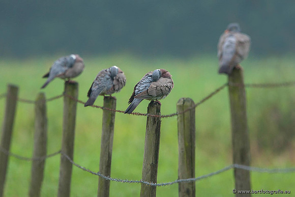 Duiven, Bart Fotografie-049