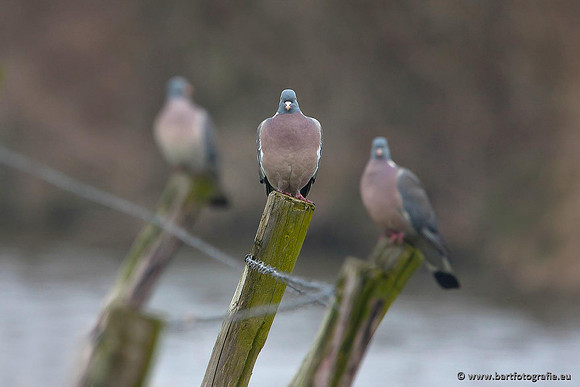Duiven, Bart Fotografie-048