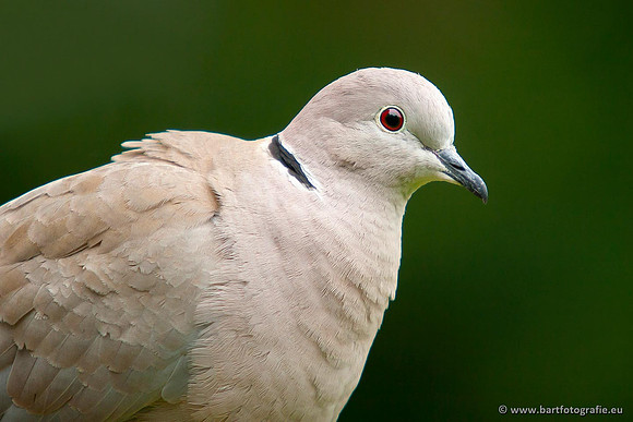 Duiven, Bart Fotografie-050