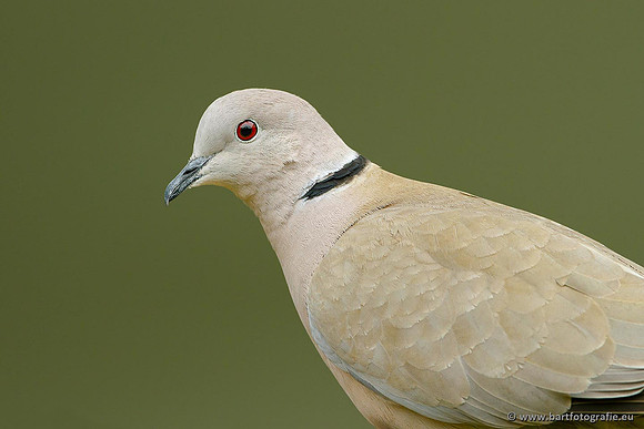 Duiven, Bart Fotografie-051