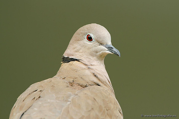 Duiven, Bart Fotografie-052