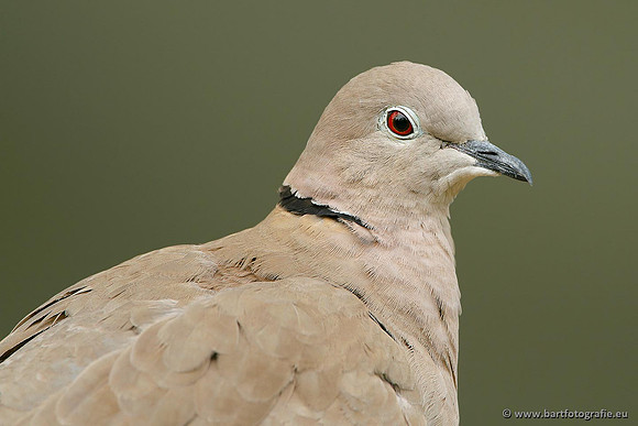 Duiven, Bart Fotografie-053