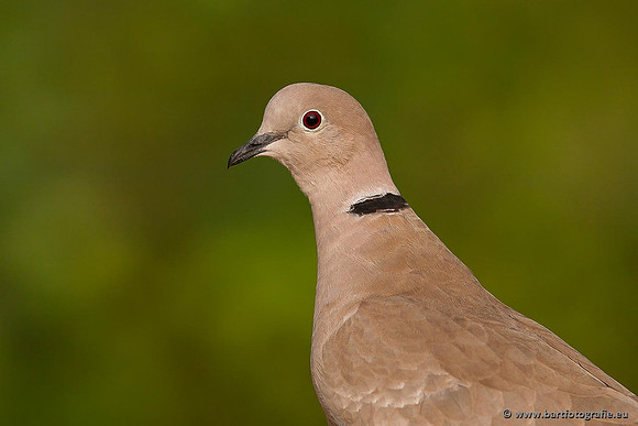 Duiven, Bart Fotografie-055