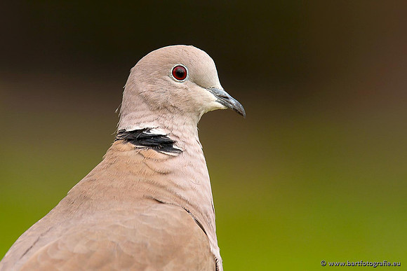 Duiven, Bart Fotografie-057