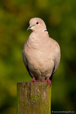 Duiven, Bart Fotografie-058