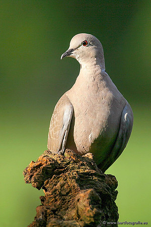Duiven, Bart Fotografie-059