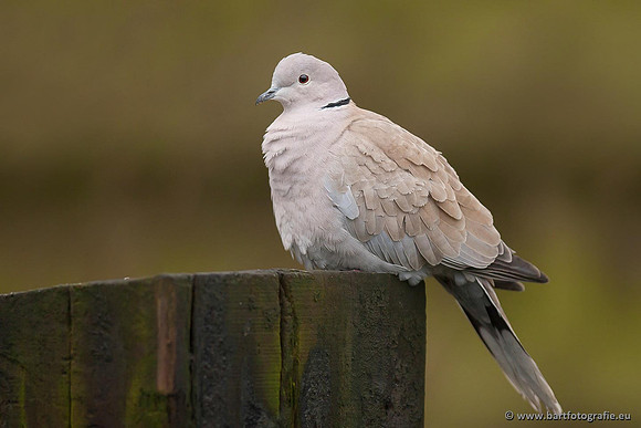 Duiven, Bart Fotografie-064