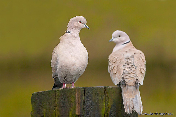 Duiven, Bart Fotografie-065