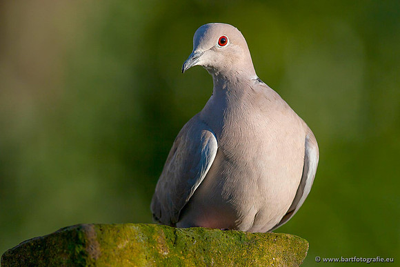Duiven, Bart Fotografie-066