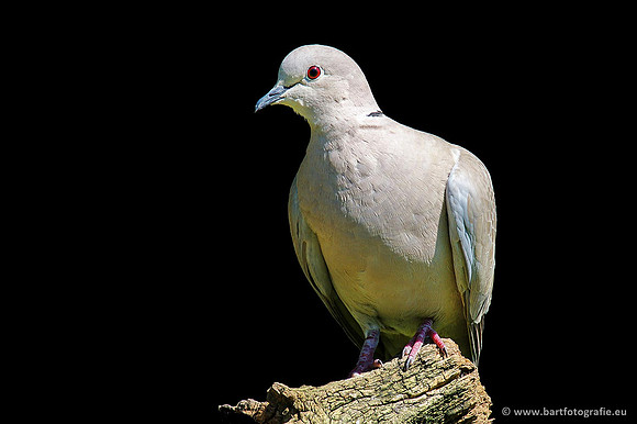 Duiven, Bart Fotografie-067