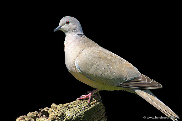 Duiven, Bart Fotografie-068