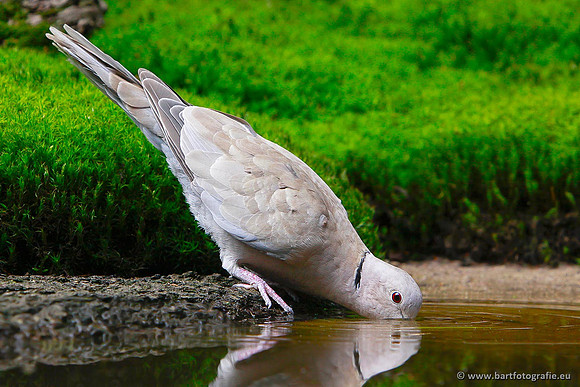 Duiven, Bart Fotografie-069