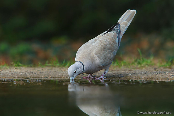 Duiven, Bart Fotografie-070