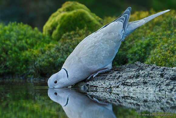 Duiven, Bart Fotografie-071
