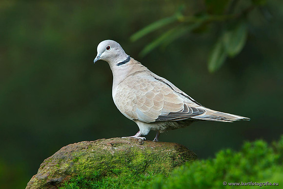 Duiven, Bart Fotografie-072