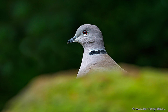 Duiven, Bart Fotografie-073